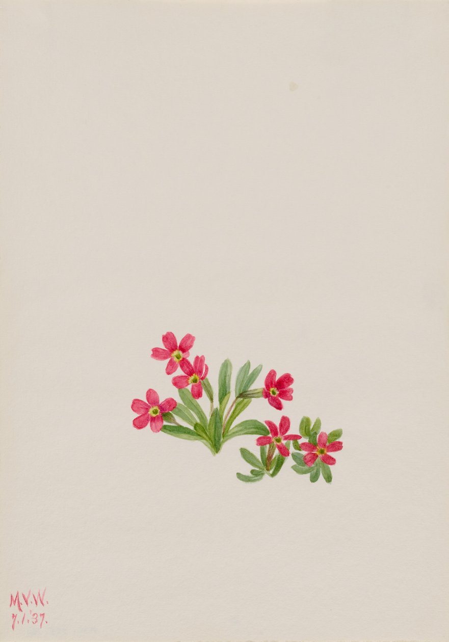 Primel (Primula angustifolia) von Mary Vaux Walcott