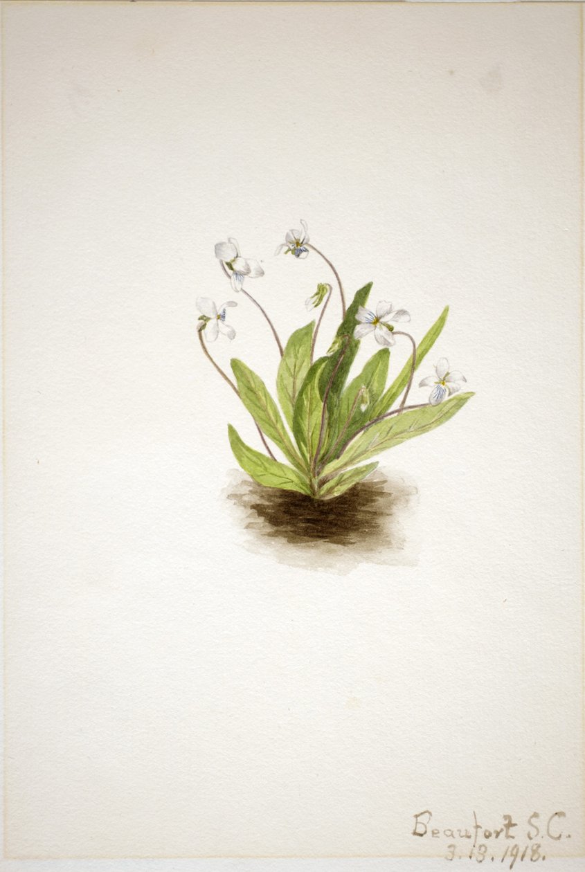 Primelveilchen (Viola primulifolia) von Mary Vaux Walcott