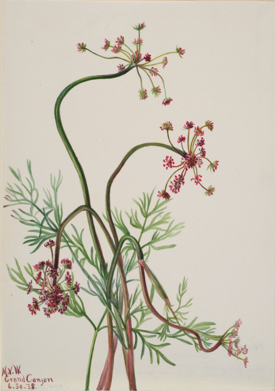 Pseudocymopterus montanus, 1938 von Mary Vaux Walcott
