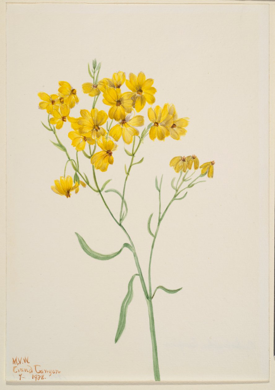 Psilostrophe sparsiflora von Mary Vaux Walcott