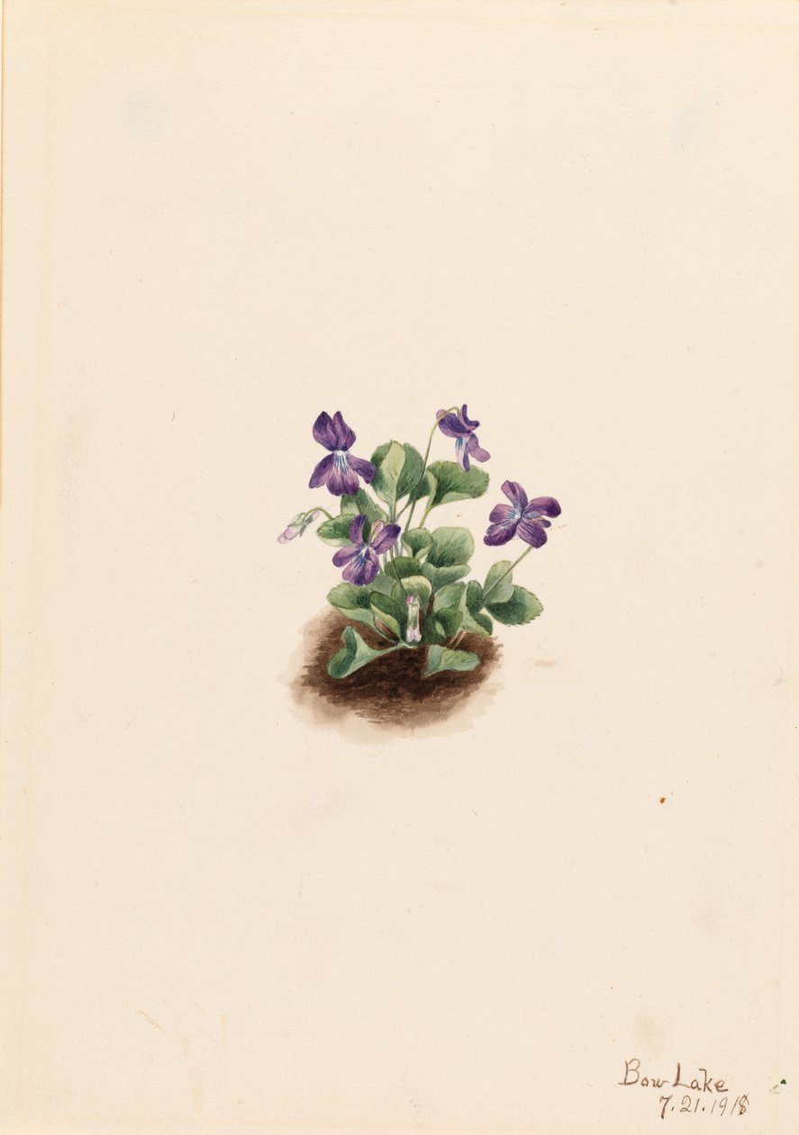 Violette Bergveilchen (Viola adunca) von Mary Vaux Walcott