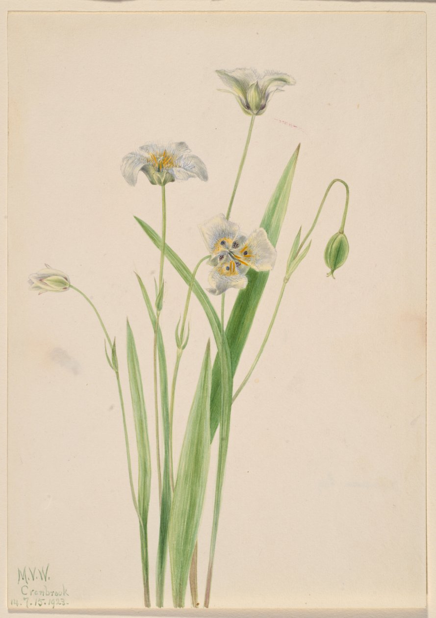 Katzenohren (Calochortus elegans) von Mary Vaux Walcott