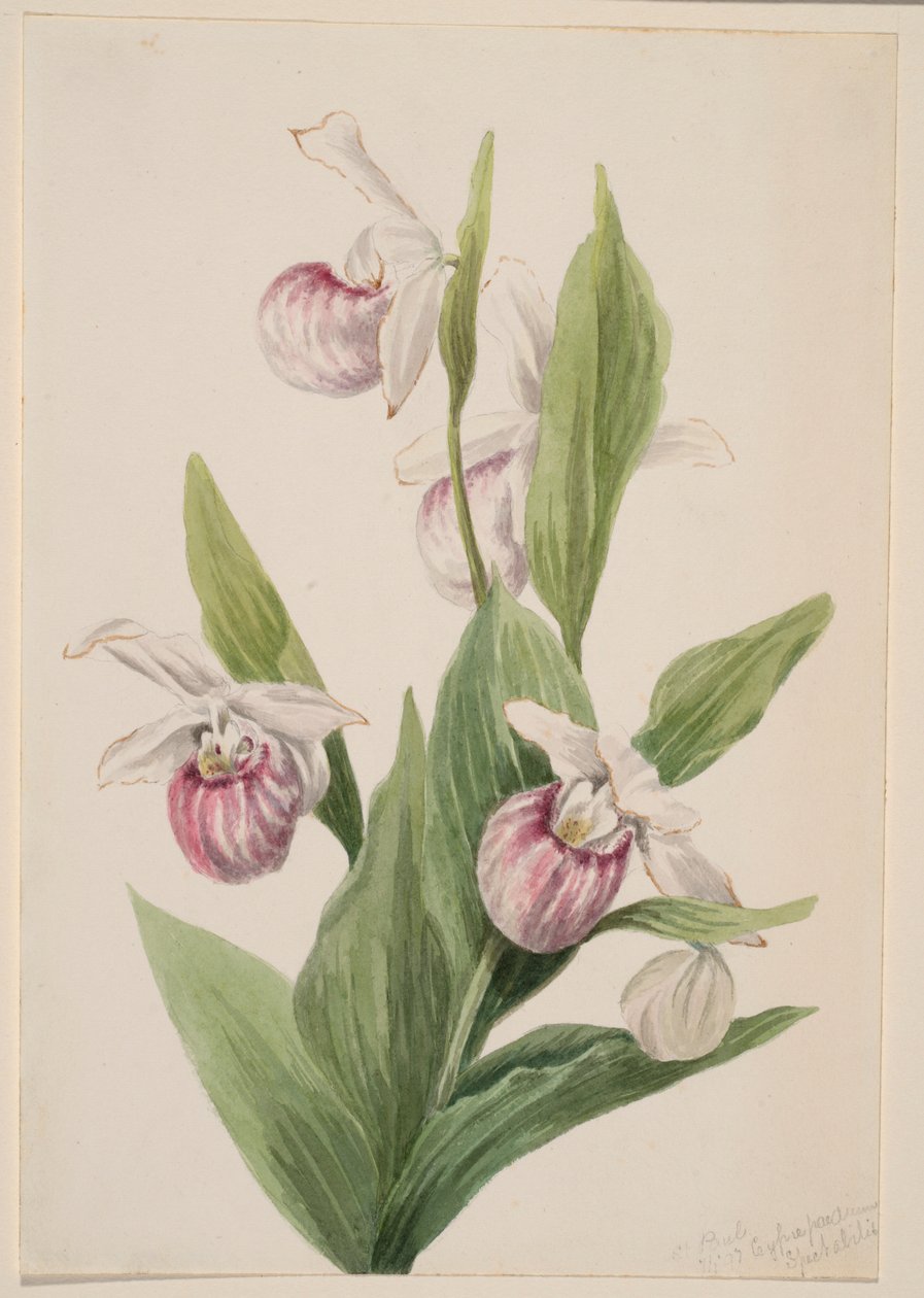 Königinnen-Pantoffel (Cypripedium reginae) von Mary Vaux Walcott