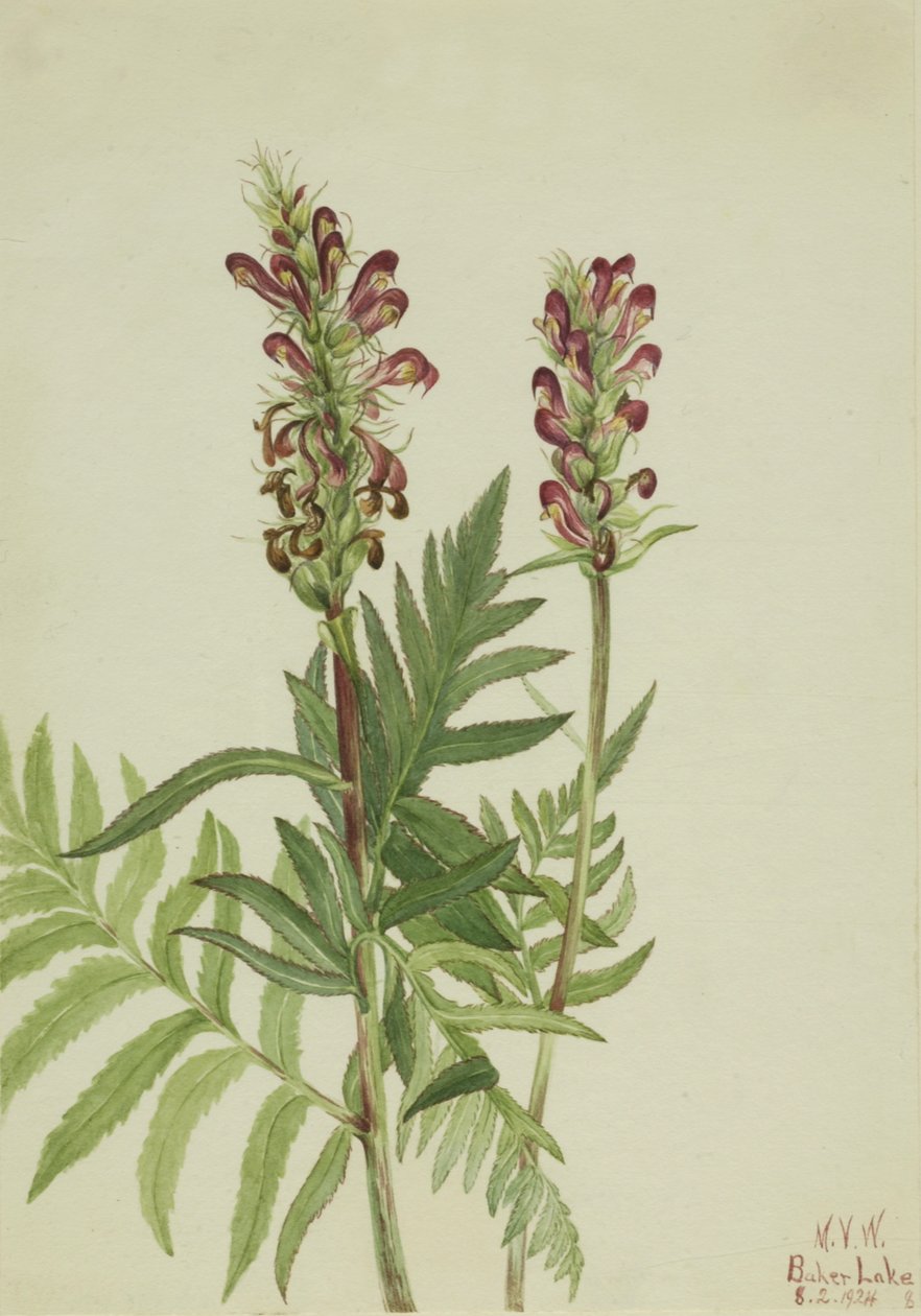 Rothelm-Pedicularis bracteosa, 1924 von Mary Vaux Walcott