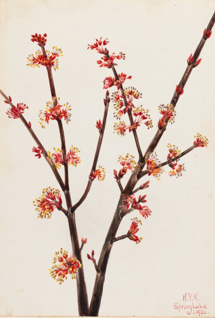 Roter Ahorn Acer rubrum von Mary Vaux Walcott