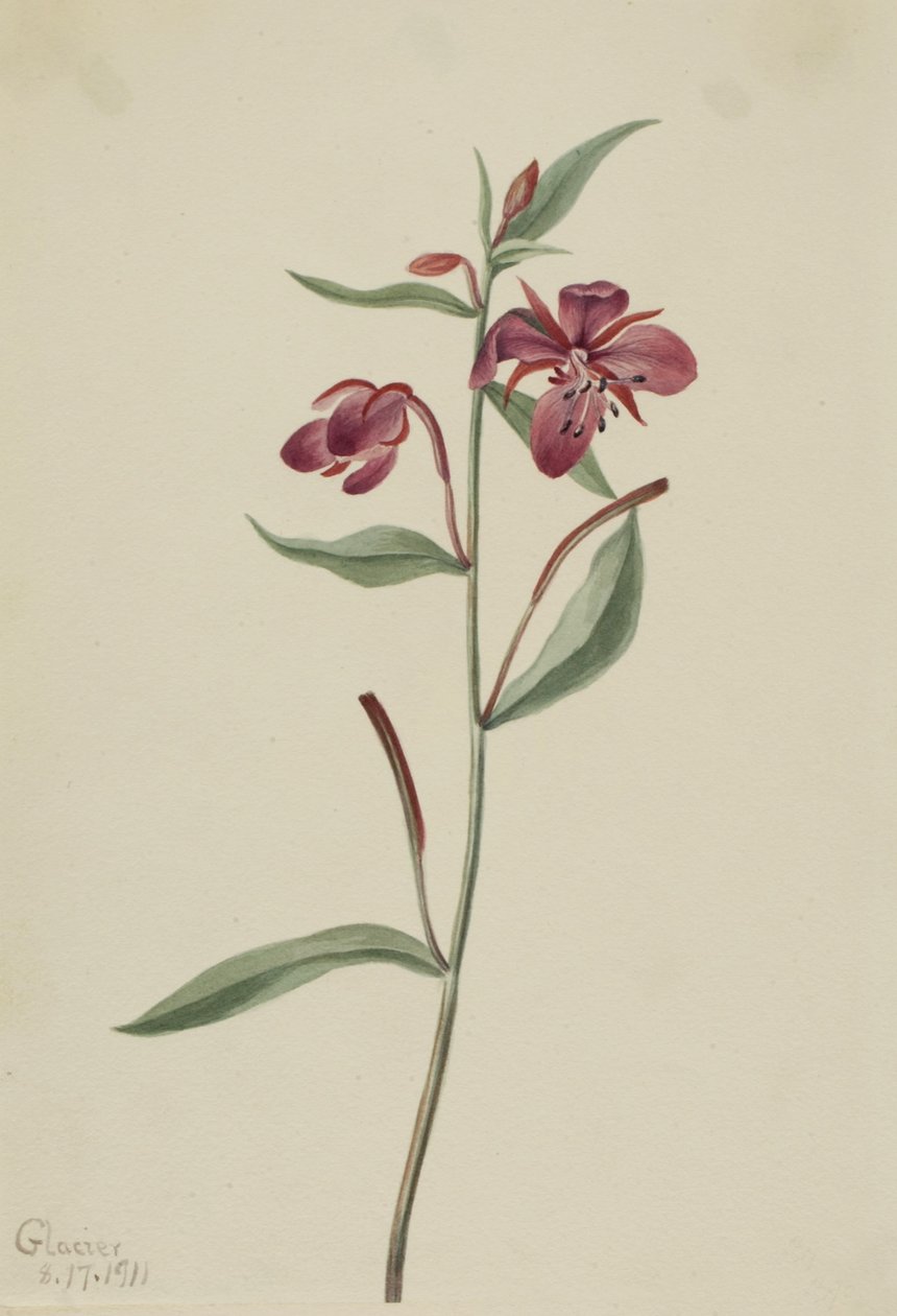 Rotes Weidenröschen (Epilobium latifolium) von Mary Vaux Walcott