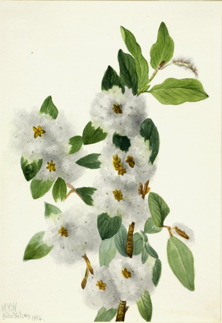 Felsen-Weide Salix vestita von Mary Vaux Walcott