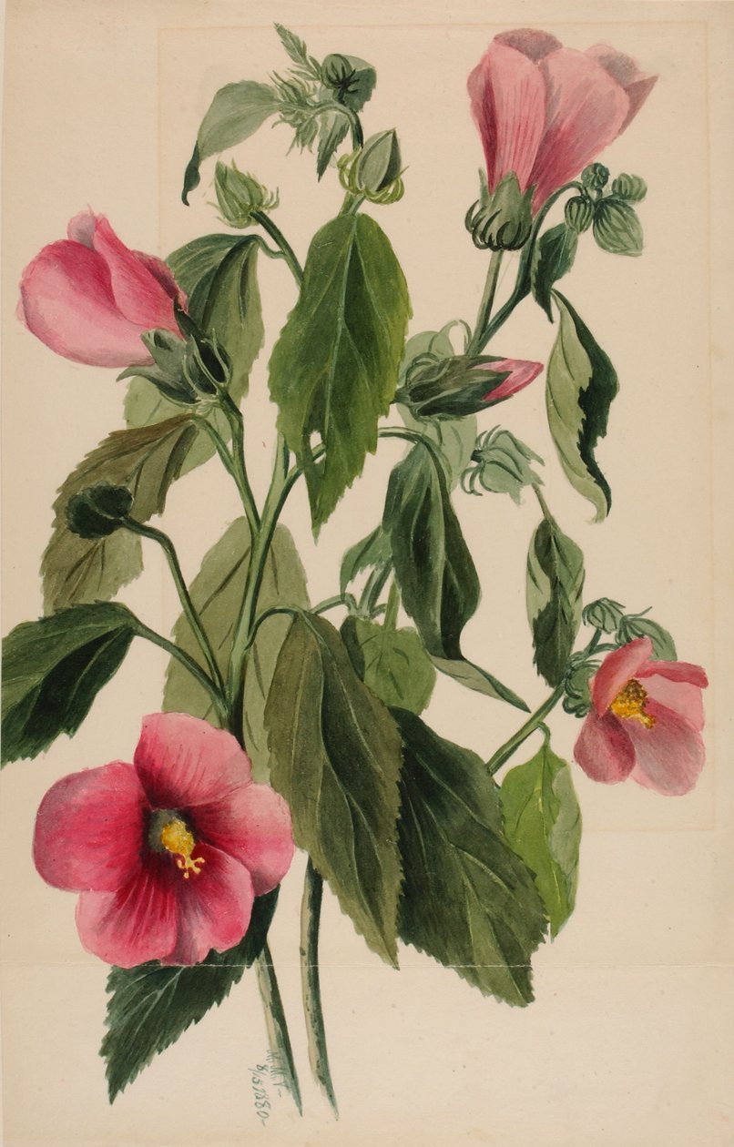 Rosenenzian (Sabbatia angularis) von Mary Vaux Walcott