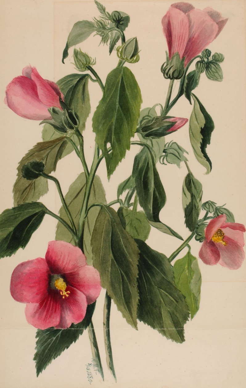 Rosenenzian Sabbatia angularis, 1880 von Mary Vaux Walcott