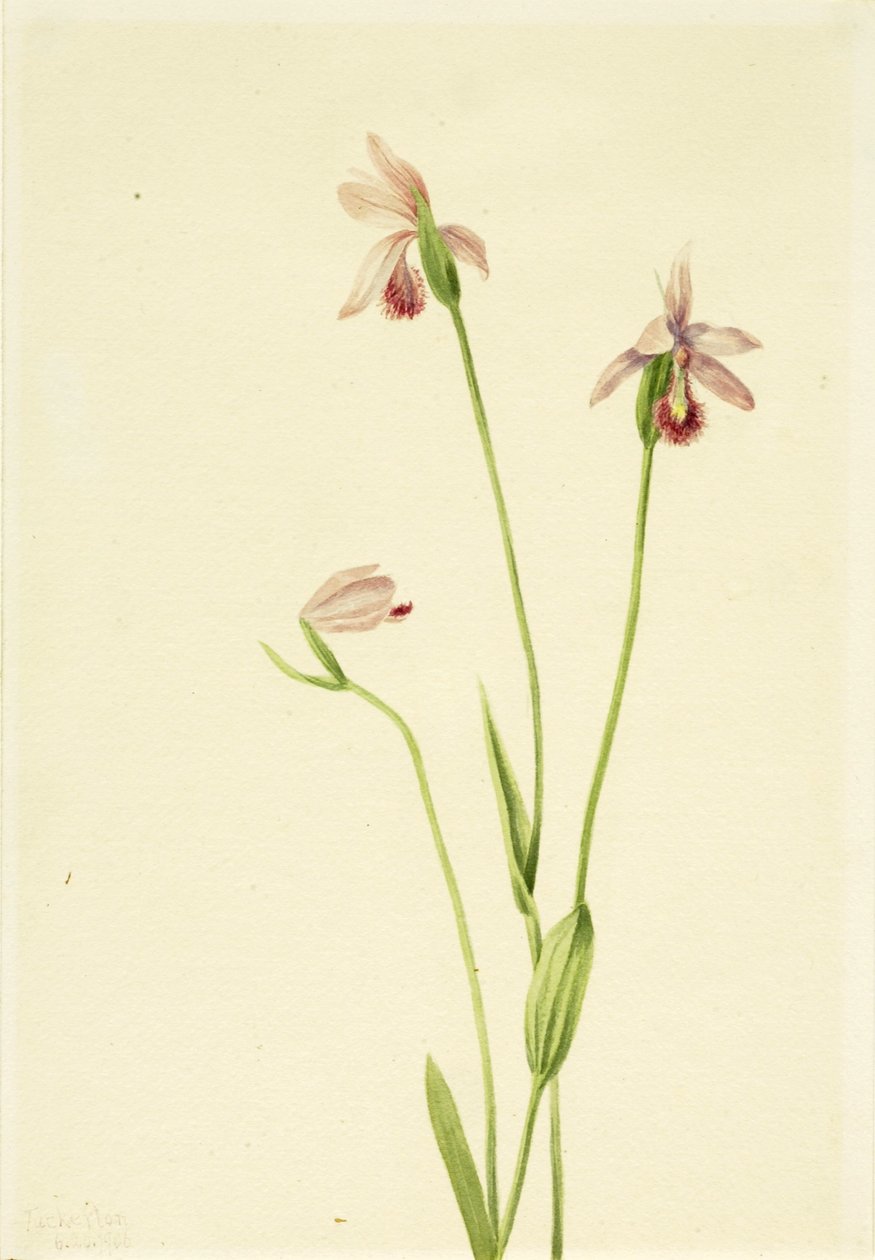 Rose Pogonia (Pogonia ophioglossoides) von Mary Vaux Walcott