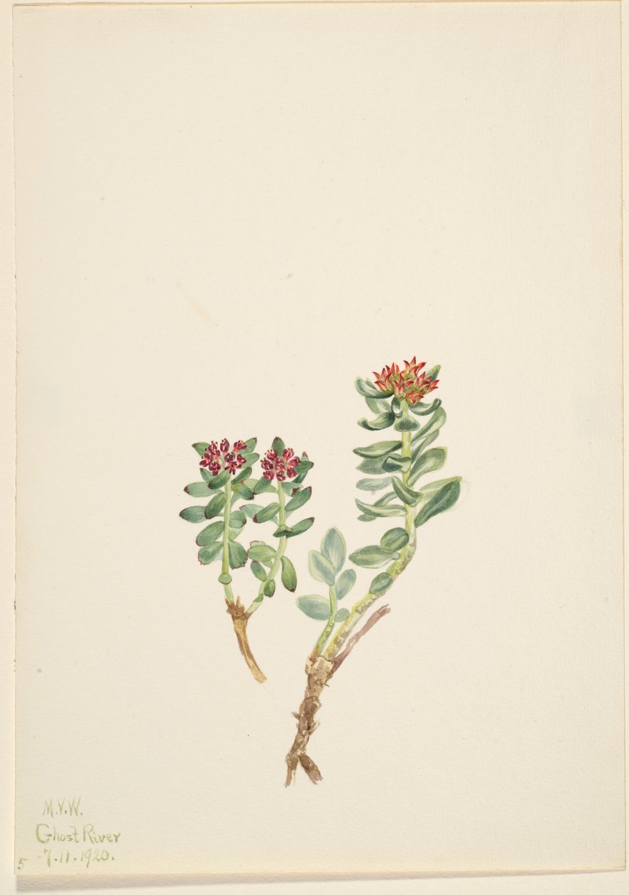 Sanifoiga adscendeus von Mary Vaux Walcott