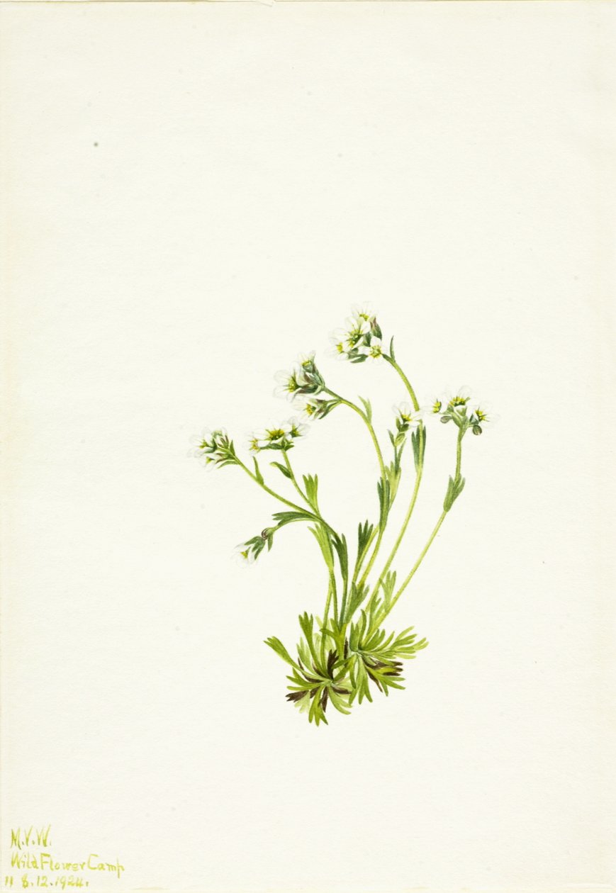 Saxifrage Saxifraga caespitosa von Mary Vaux Walcott