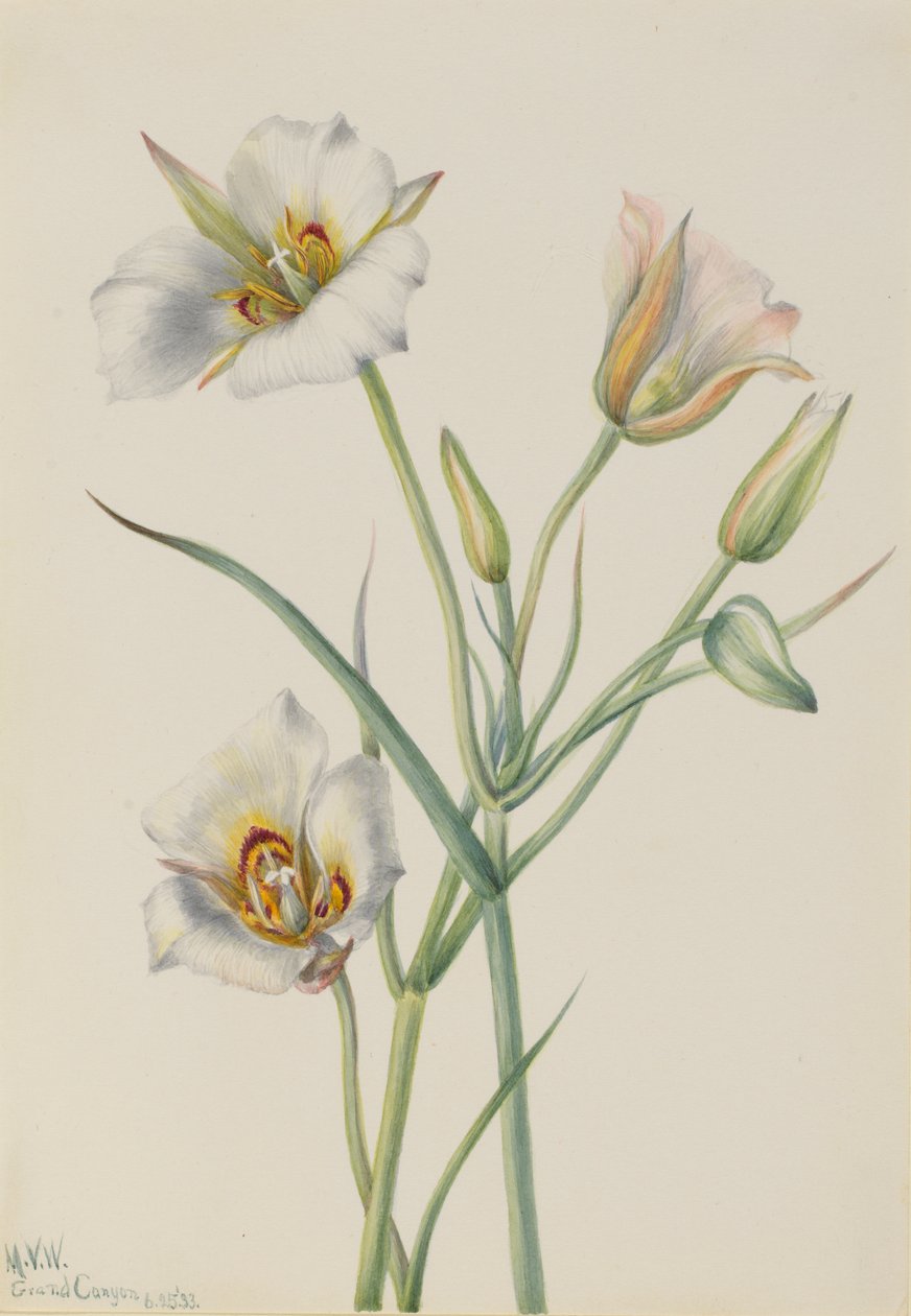 Sego-Lilie (Calochortus nuttallii) von Mary Vaux Walcott