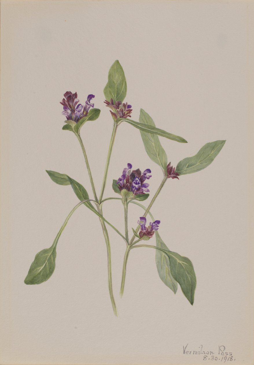 Prunella vulgaris (Selbstheil) von Mary Vaux Walcott