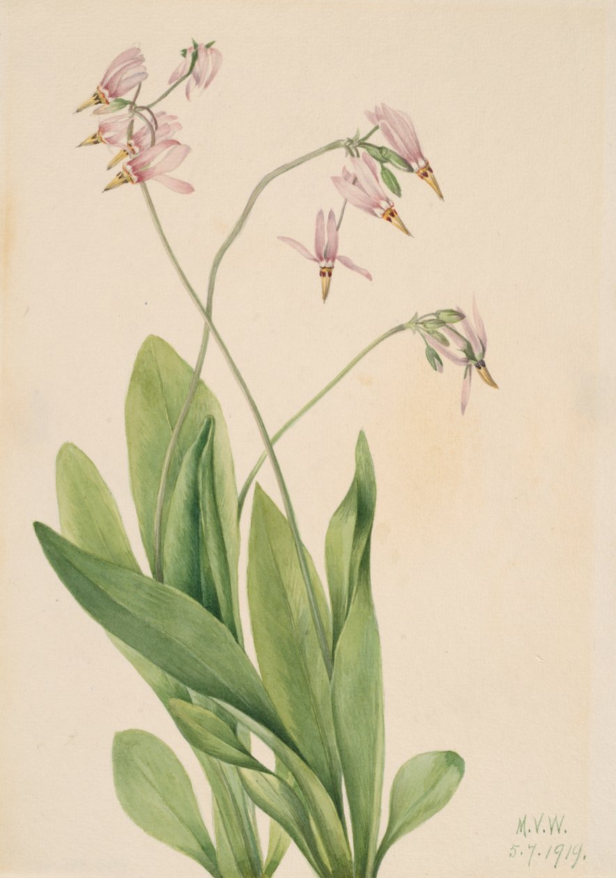 Sternschnuppe Dodecatheon meadia, 1919 von Mary Vaux Walcott