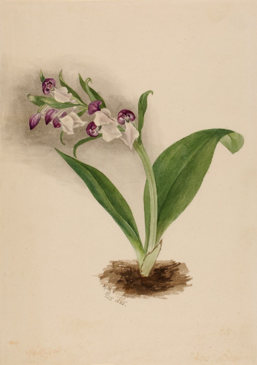 Prachtorchideen (Orchis spectabilis) von Mary Vaux Walcott