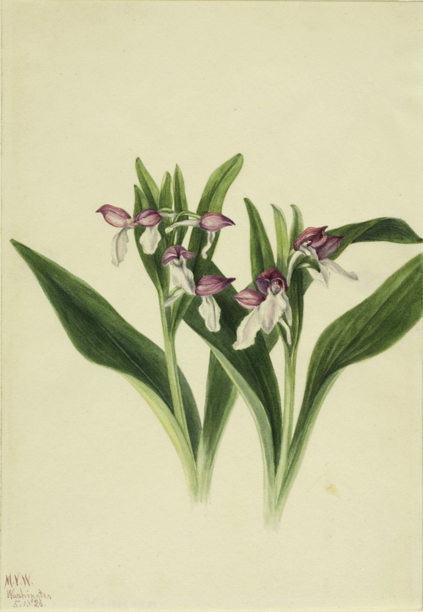 Prächtige Orchis (Orchis spectabilis) von Mary Vaux Walcott