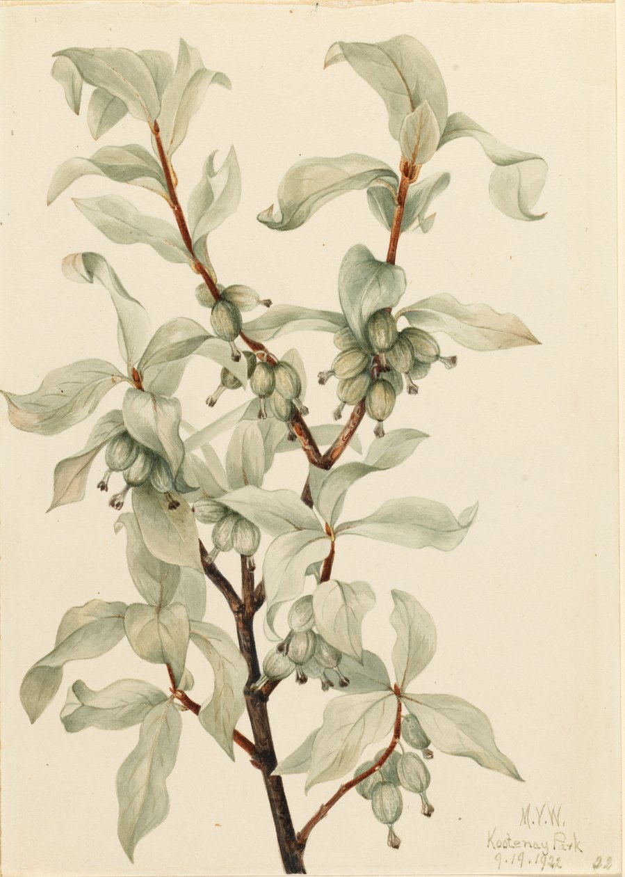 Silberbeere (Elaeagnus commutata) von Mary Vaux Walcott