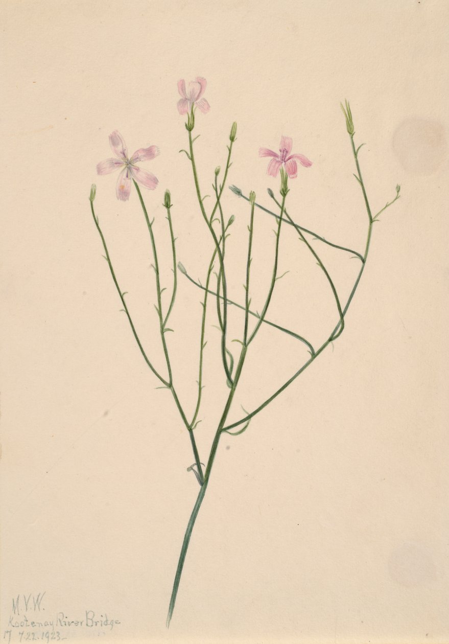 Skelettblume Lygodesmia juncea von Mary Vaux Walcott