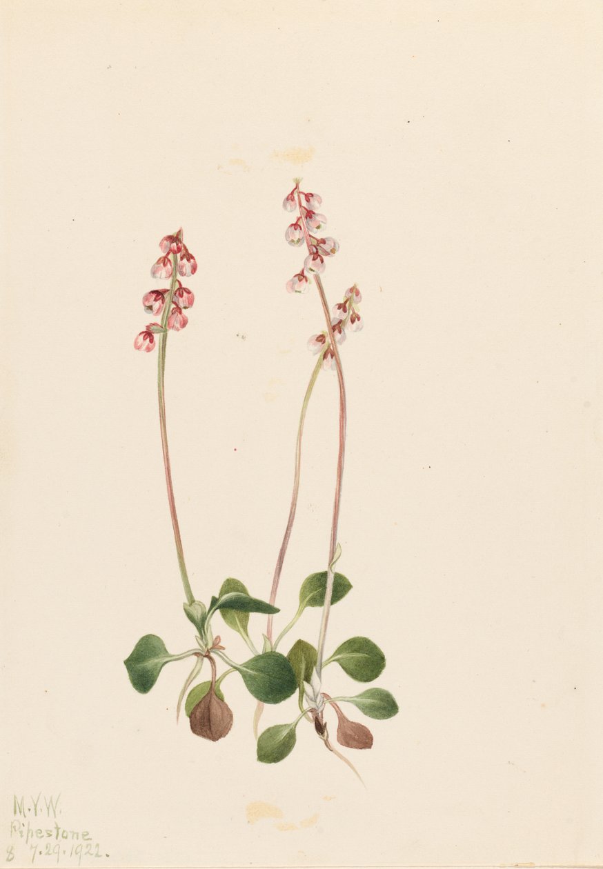Kleine Pyrola (Pyrola minor) von Mary Vaux Walcott