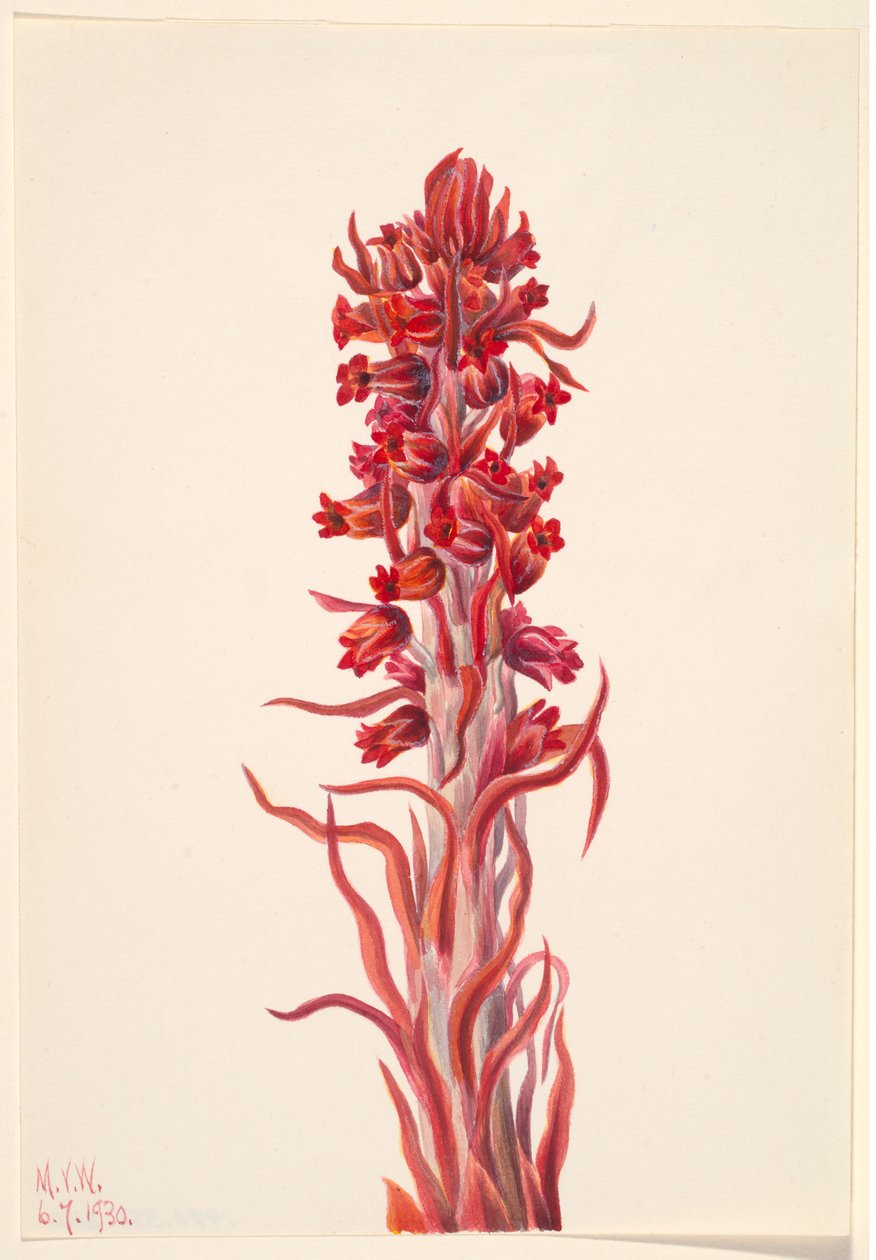 Schneepflanze (Sarcodes sanguinea) von Mary Vaux Walcott
