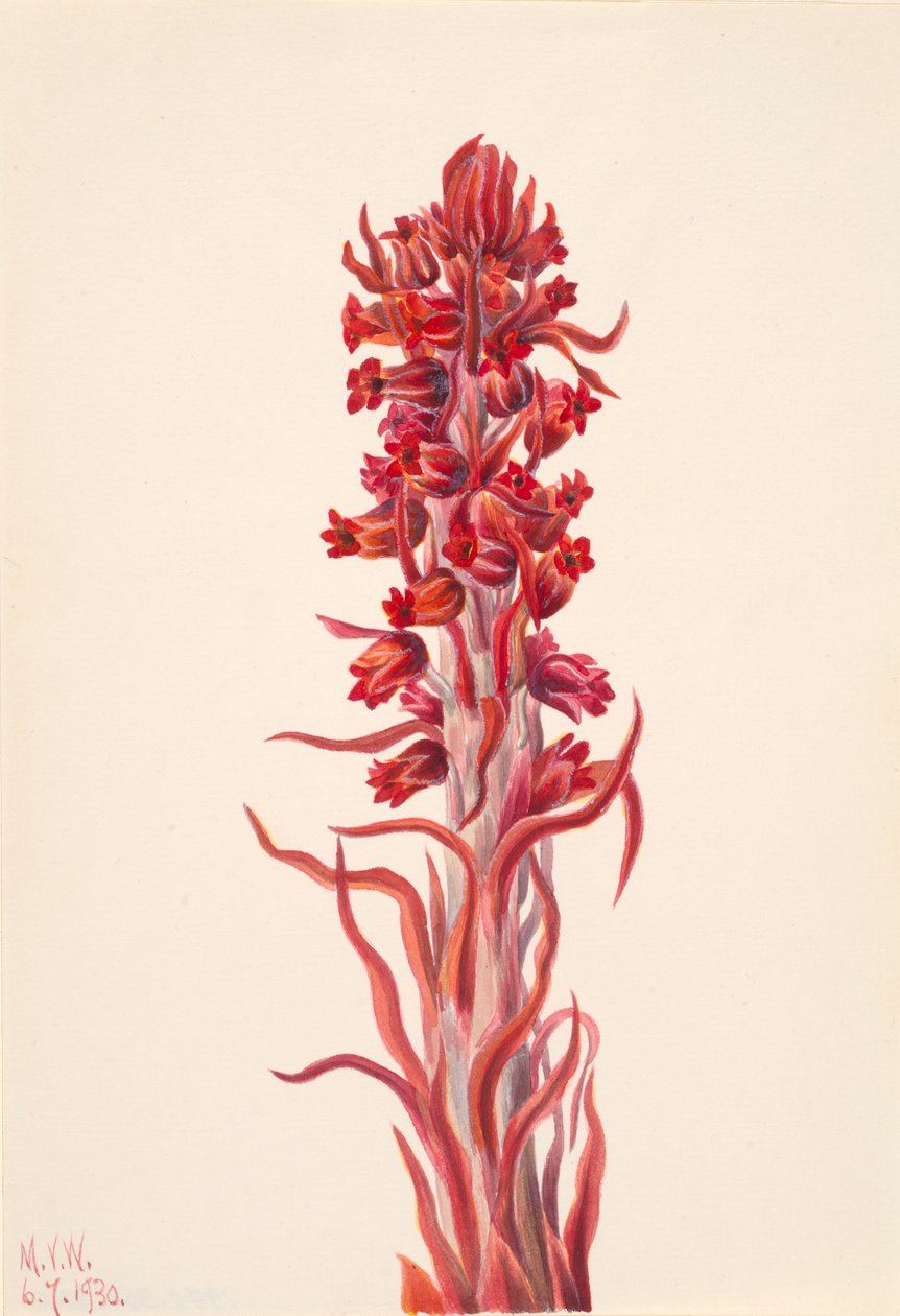 Schneepflanze Sarcodes sanguinea von Mary Vaux Walcott