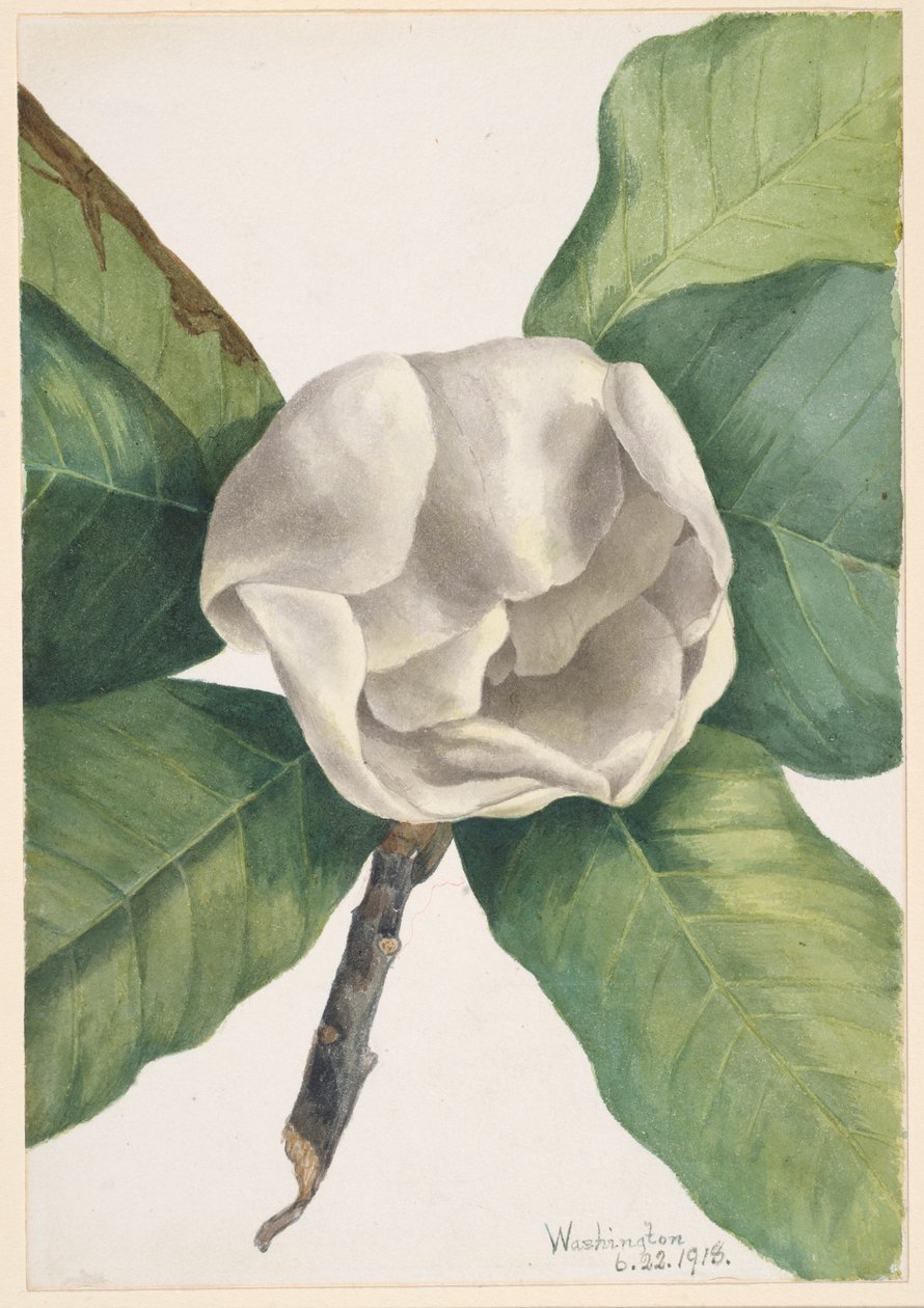Südliche Magnolie (Magnolia grandiflora) von Mary Vaux Walcott
