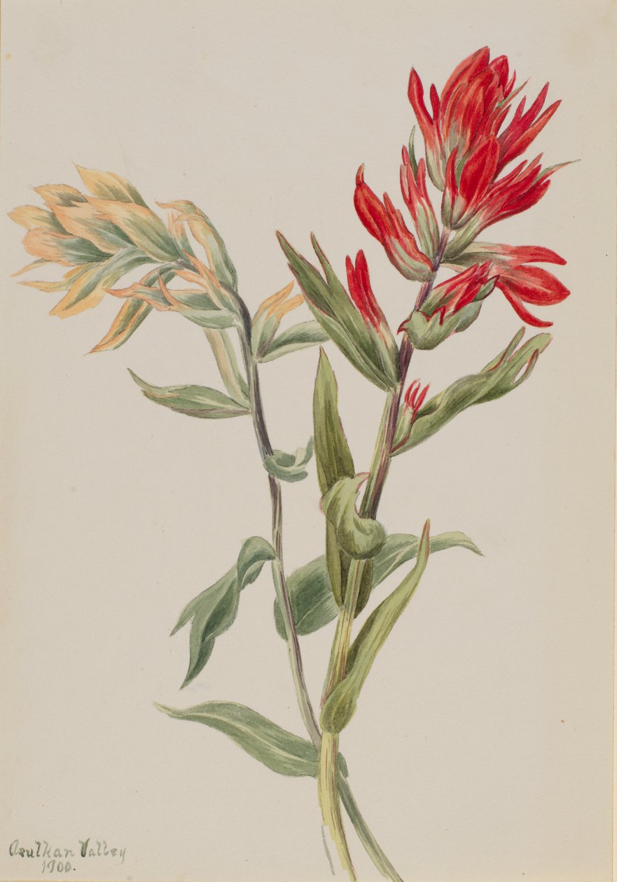 Sumpf-Stachys von Mary Vaux Walcott