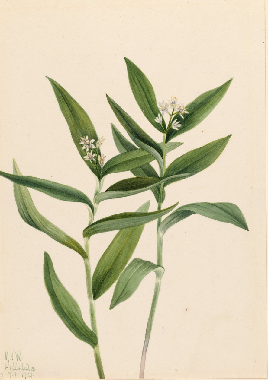 Stern-Solomonfeder (Vagnera stellata) von Mary Vaux Walcott