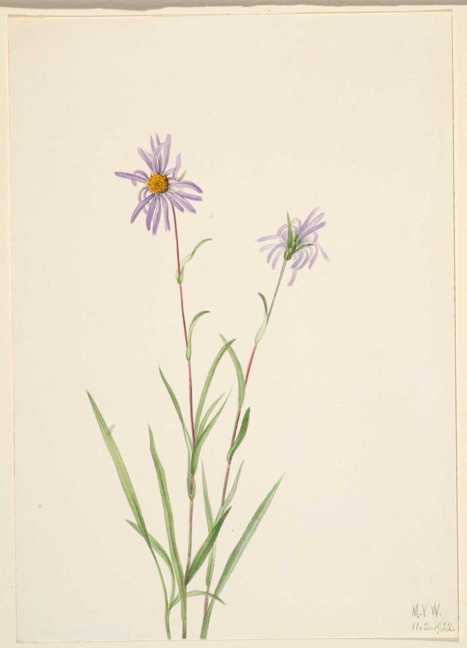 Sumpfaster (Aster paludosus) von Mary Vaux Walcott