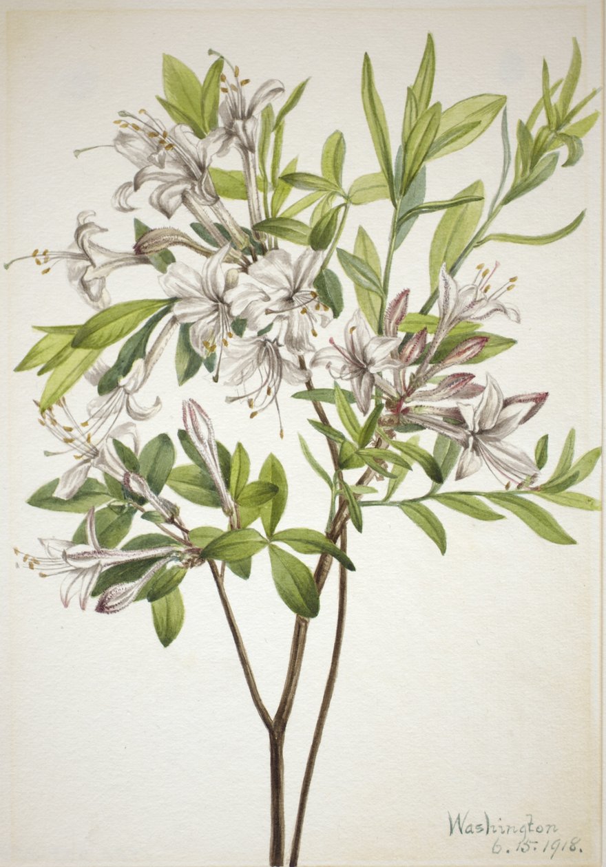 Sumpfazalee (Azalea viscosa) von Mary Vaux Walcott
