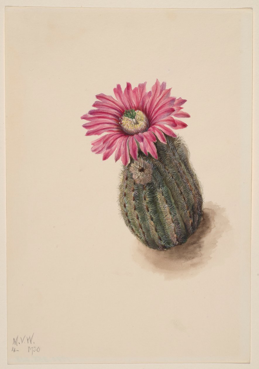 Truthahnkopf-Kaktus (Echinocerus perbellus) von Mary Vaux Walcott