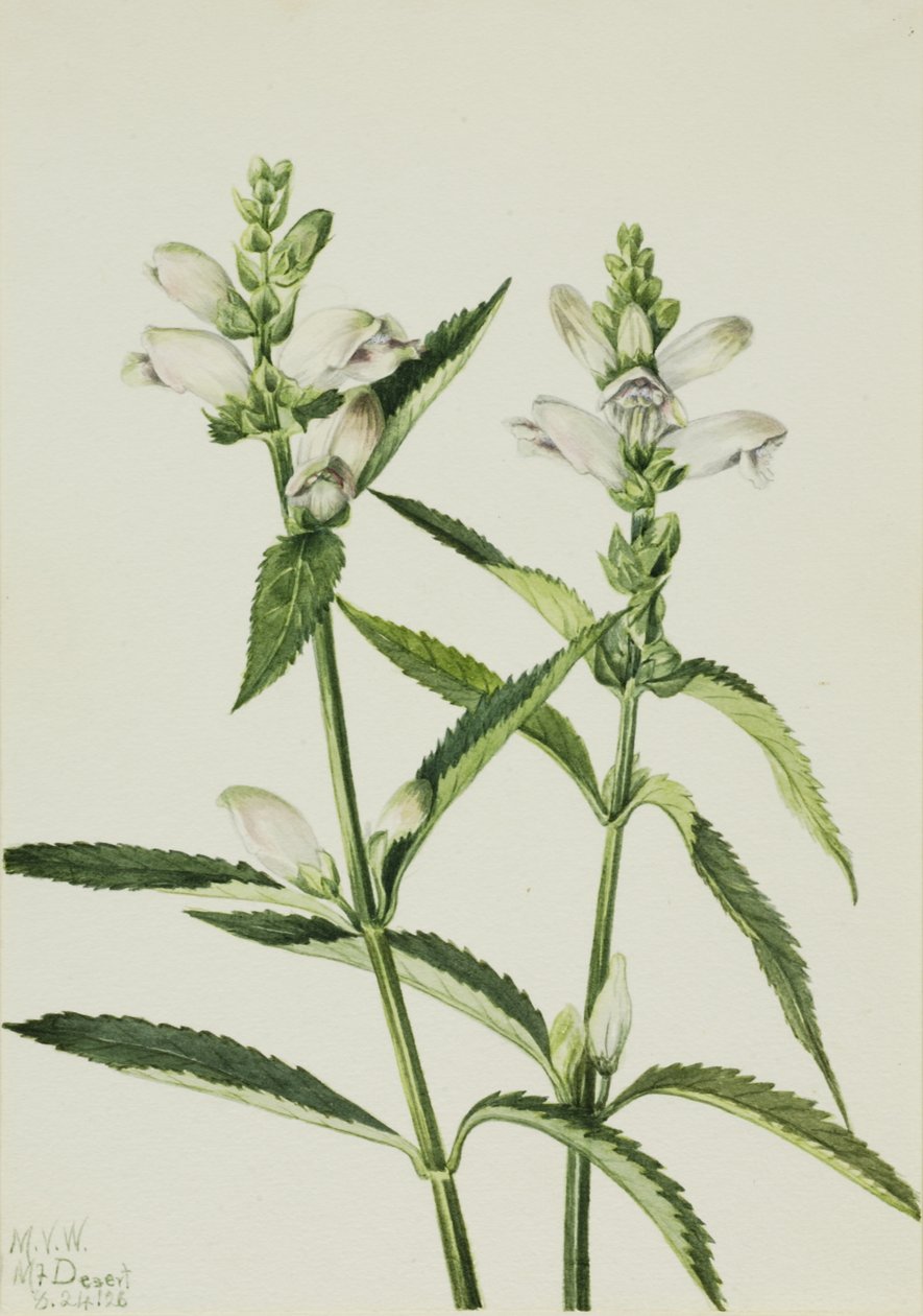 Schildblume Chelone glabra von Mary Vaux Walcott