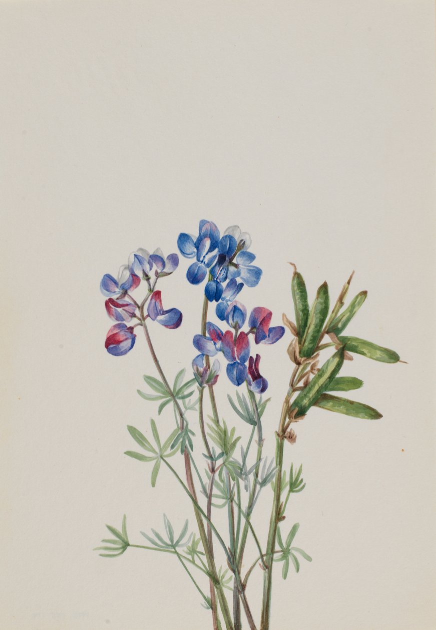 Ohne Titel - Blumenstudie von Mary Vaux Walcott
