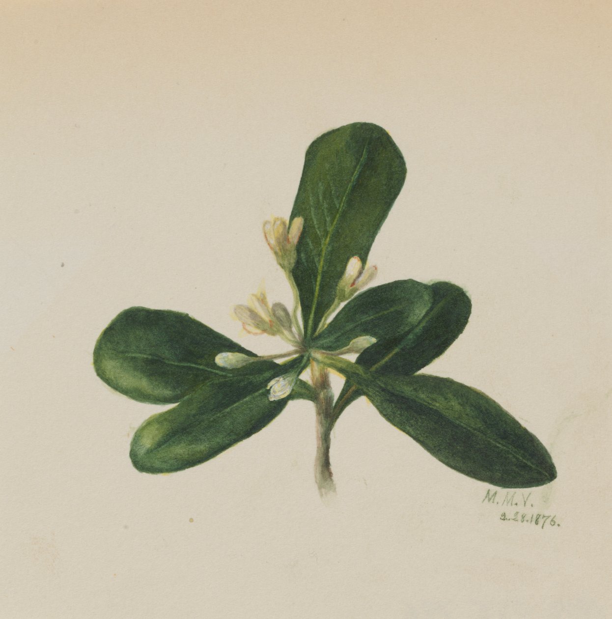 Ohne Titel - Blumenstudie, 1876 von Mary Vaux Walcott