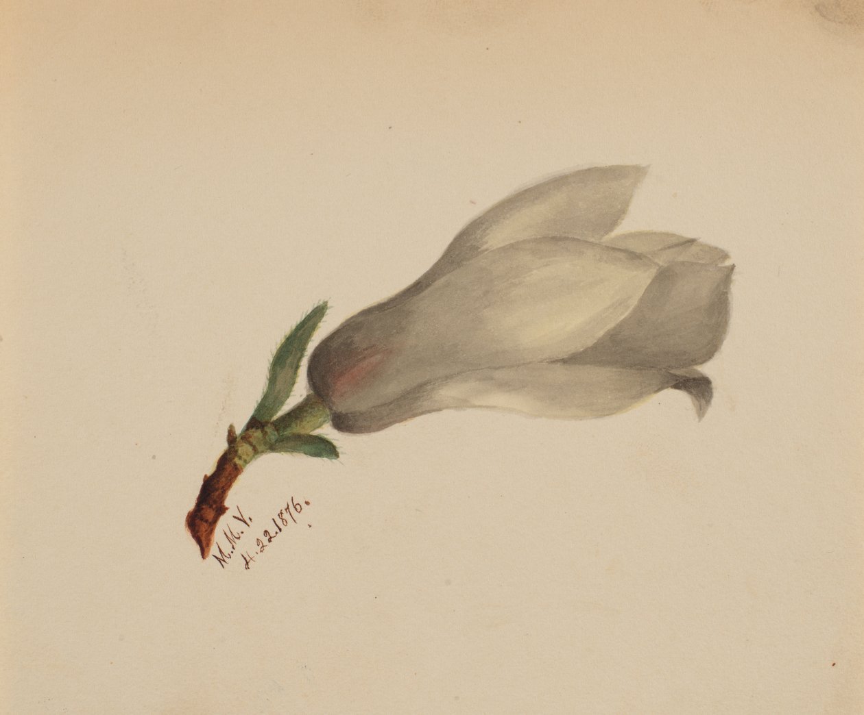 Ohne Titel - Blumenstudie von Mary Vaux Walcott