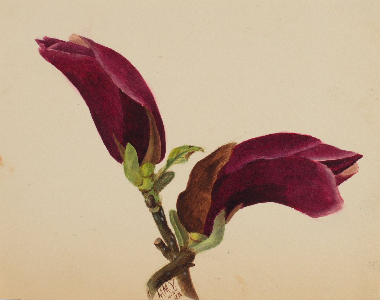 Ohne Titel - Blumenstudie von Mary Vaux Walcott