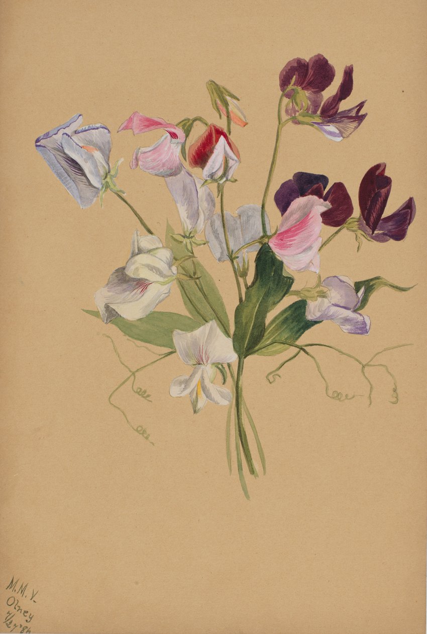 Ohne Titel – Blumenstudie von Mary Vaux Walcott