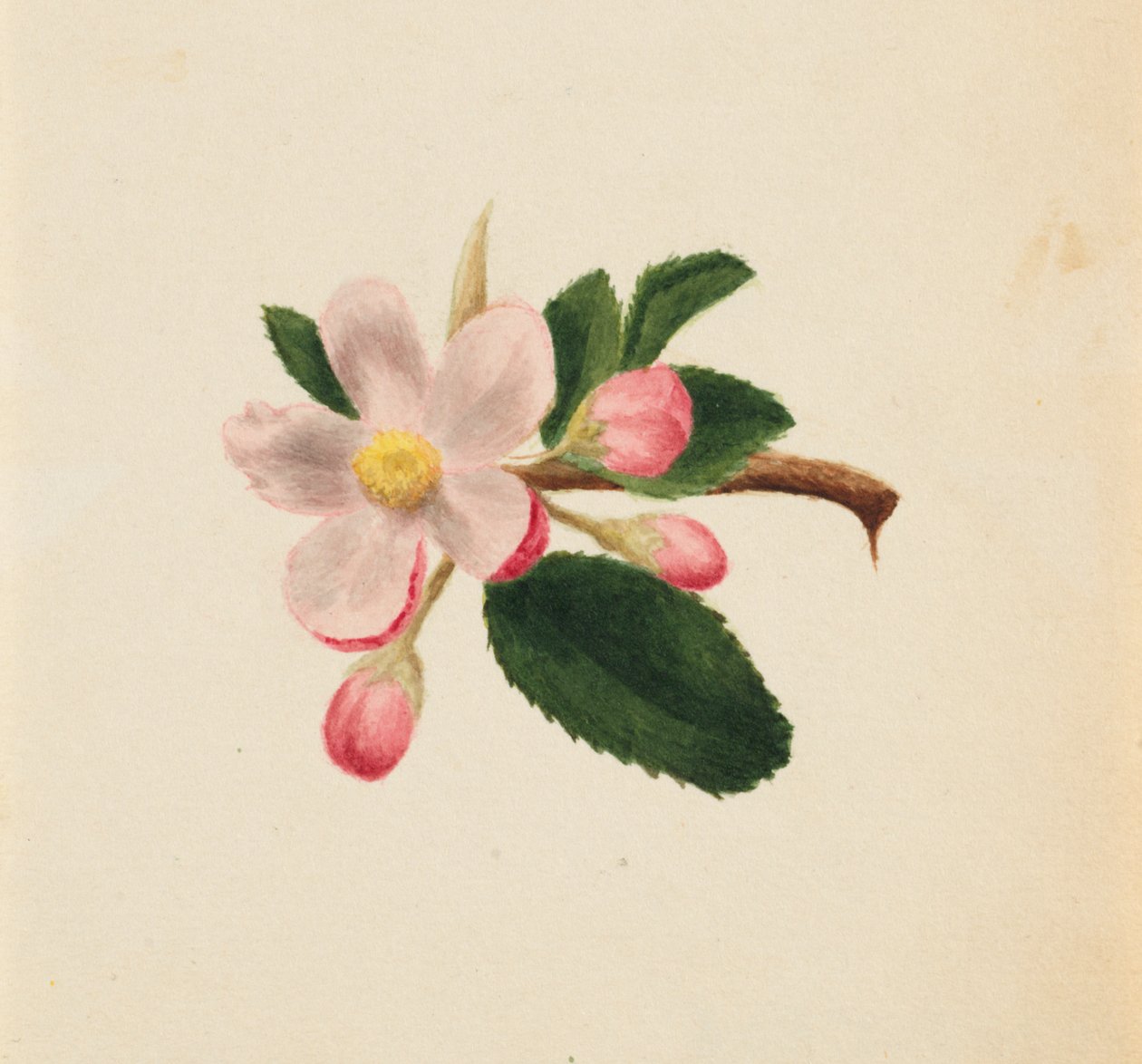 Ohne Titel - Blumenstudie von Mary Vaux Walcott