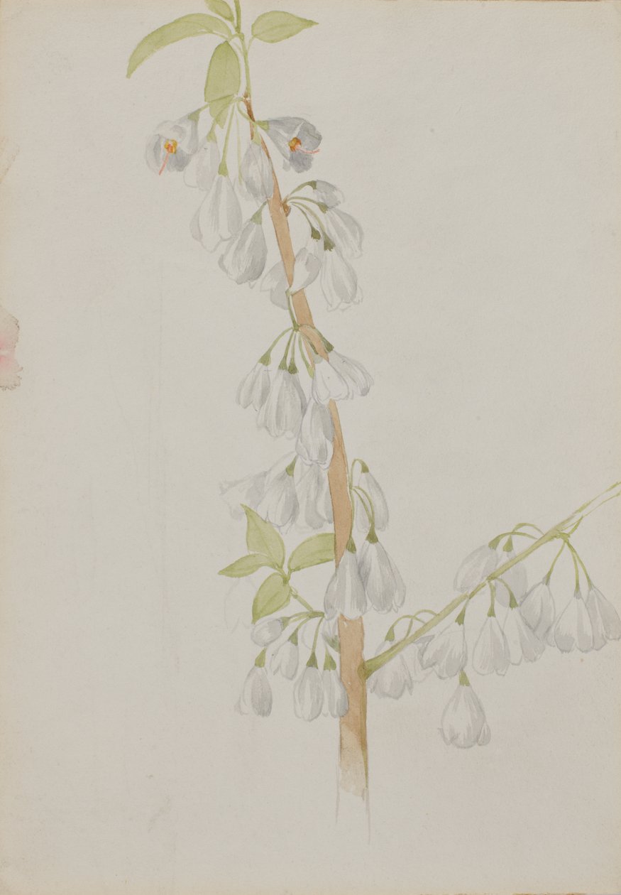 Ohne Titel - Blumenstudie, n.d. von Mary Vaux Walcott