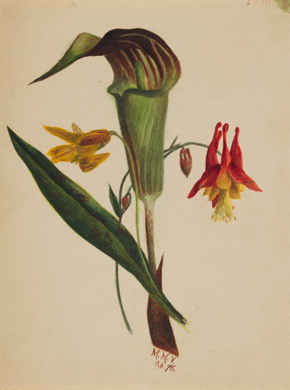 Ohne Titel (Jack in the Pulpit) von Mary Vaux Walcott