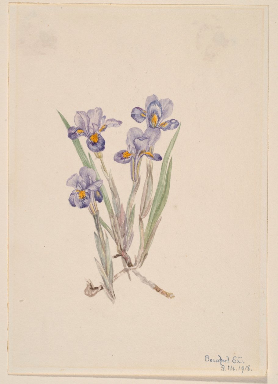 Frühlings-Iris (Iris verna) von Mary Vaux Walcott