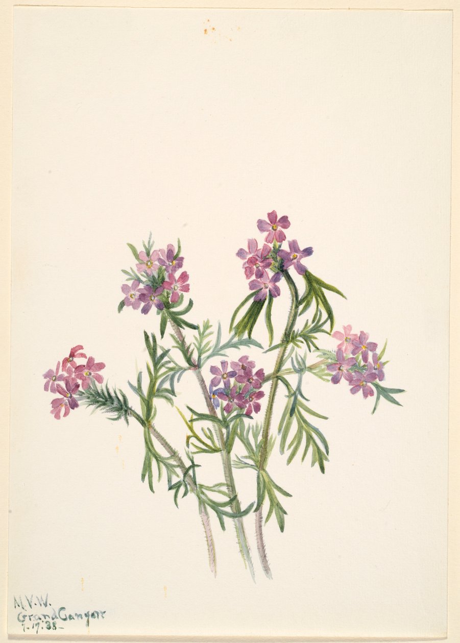Eisenkraut (Verbena wrightii) von Mary Vaux Walcott