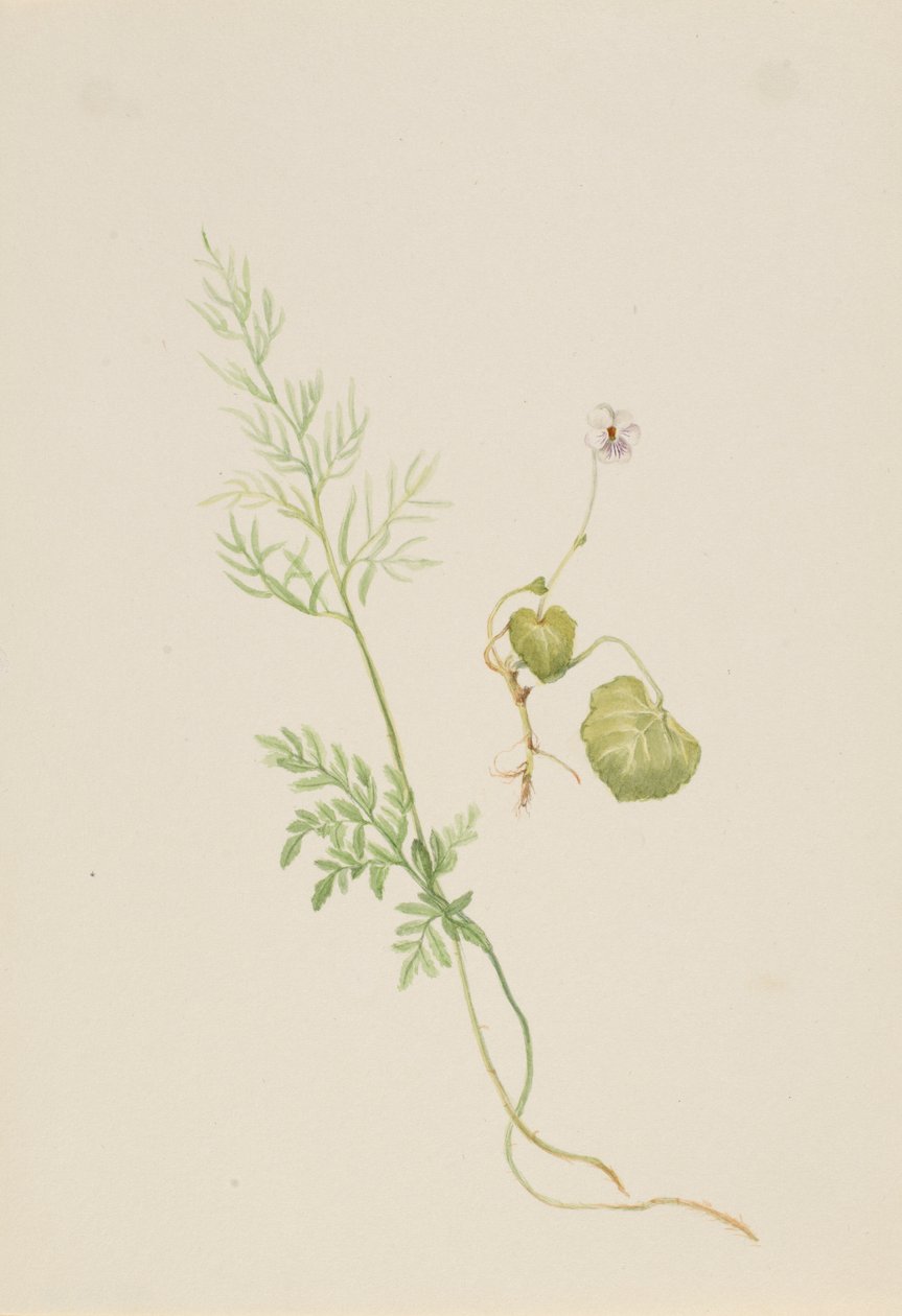 Sumpfveilchen (Viola palustris) von Mary Vaux Walcott