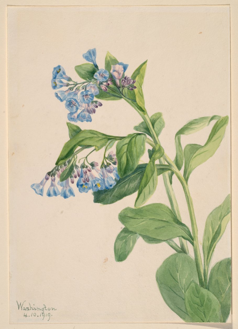 Virginia-Blauglöckchen (Mertensia virginica) von Mary Vaux Walcott