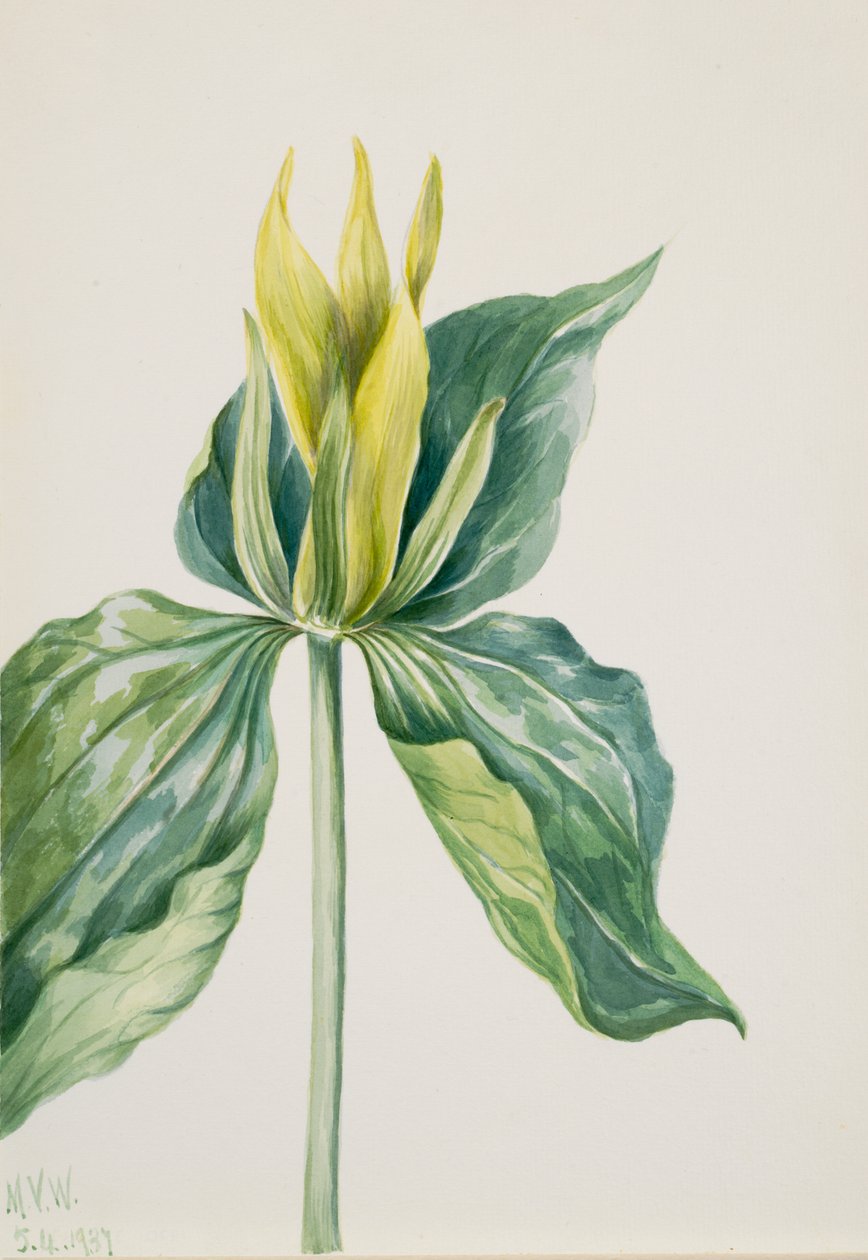 Wake-Robin Trillium underwoodii von Mary Vaux Walcott