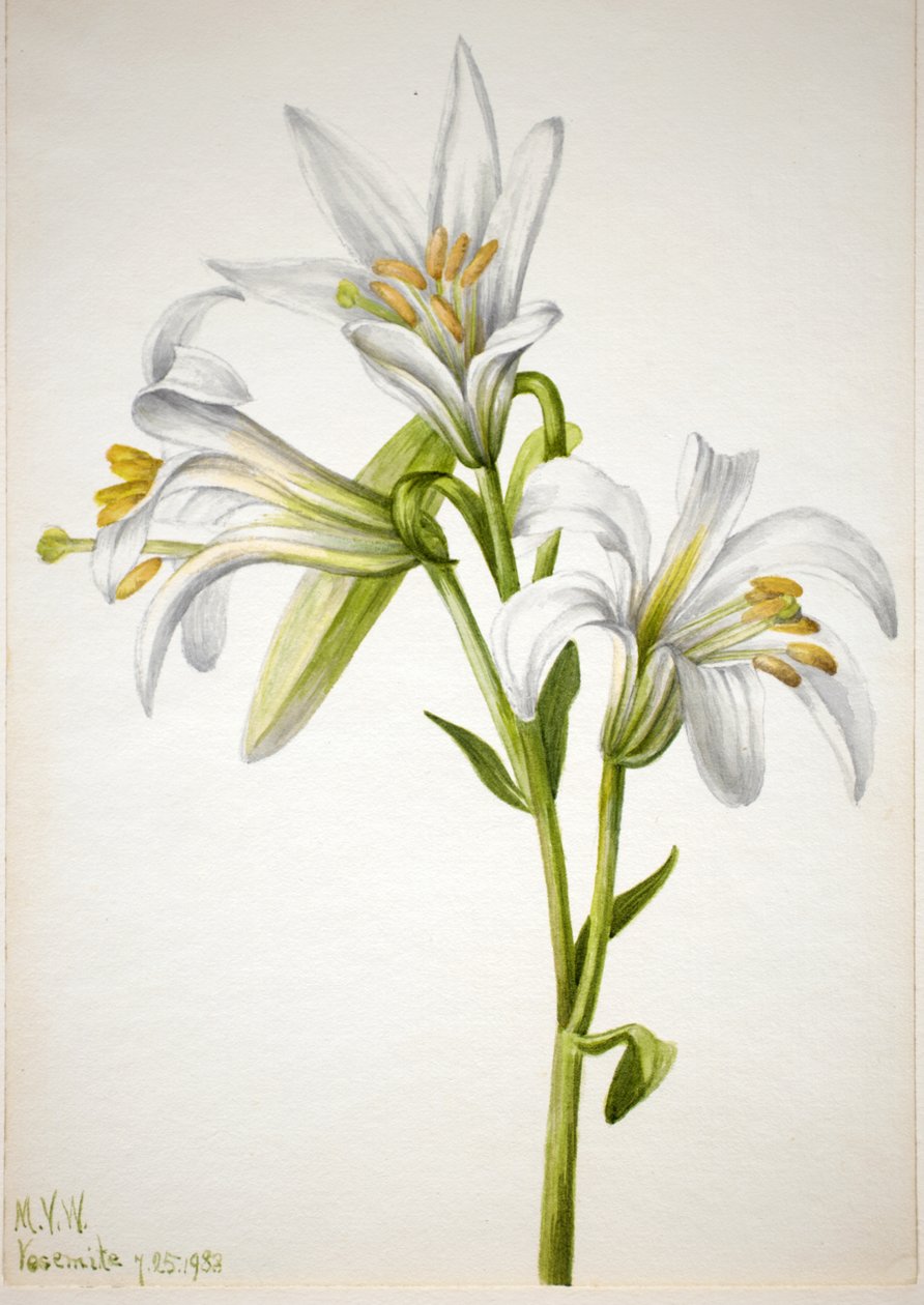 Washington-Lilie Lilium washingtonianum von Mary Vaux Walcott