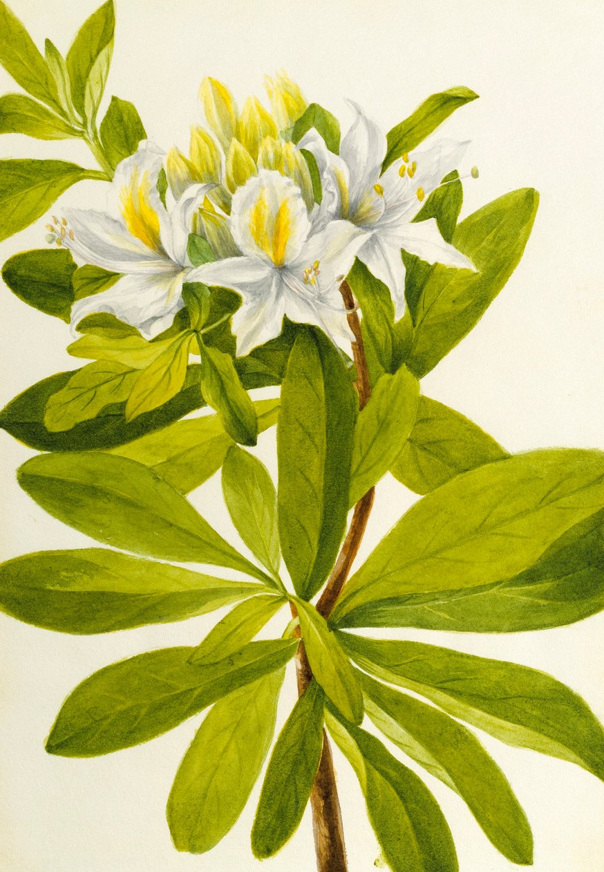 Westliche Azalee (Rhododendron occidentale) von Mary Vaux Walcott