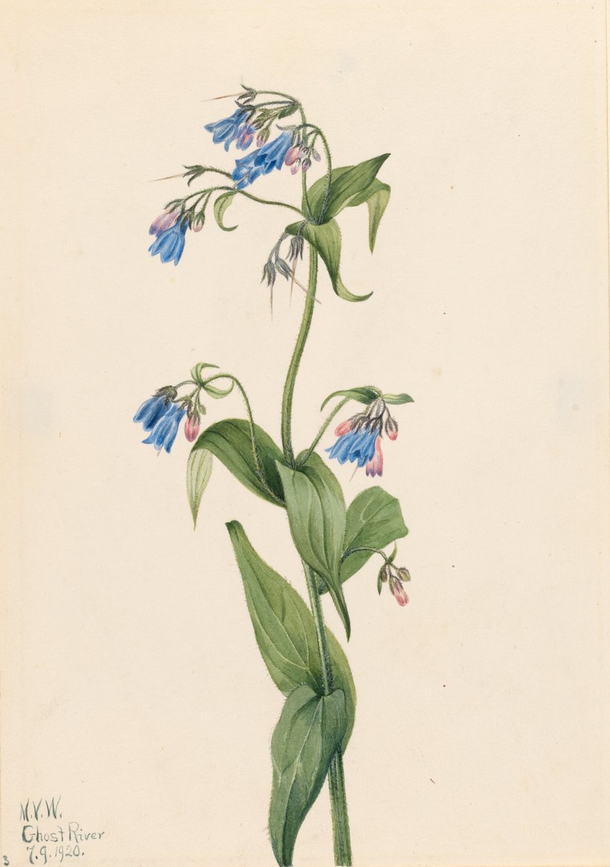 Westliche Glockenblumen (Mertensia paniculata) von Mary Vaux Walcott