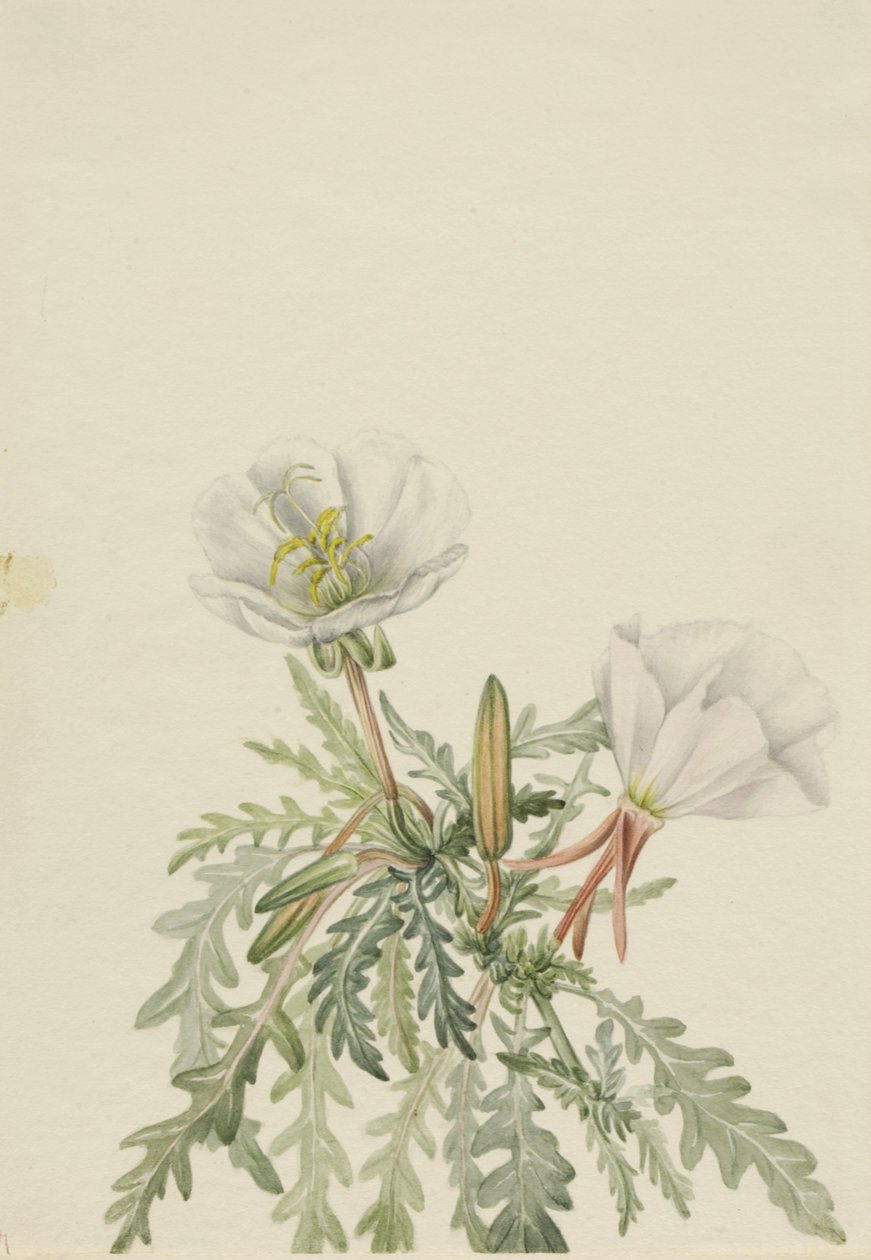 Weiße Morgenröte Pachyloplus marginatus, n.d. von Mary Vaux Walcott